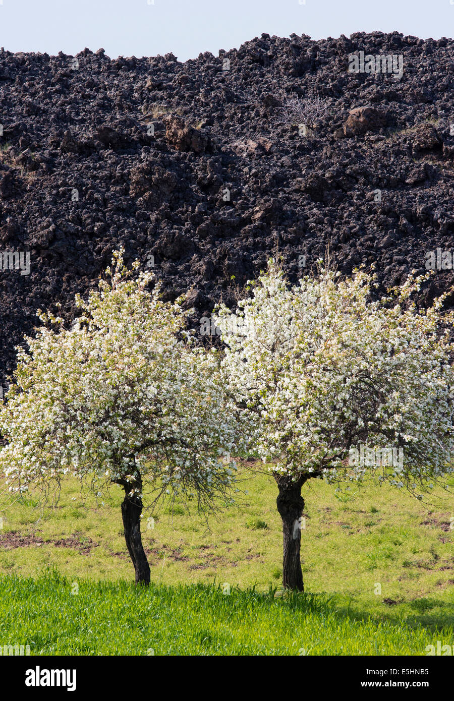Scenic view of volcanic geology and spring flowers Kula Manisa Turkey Stock Photo