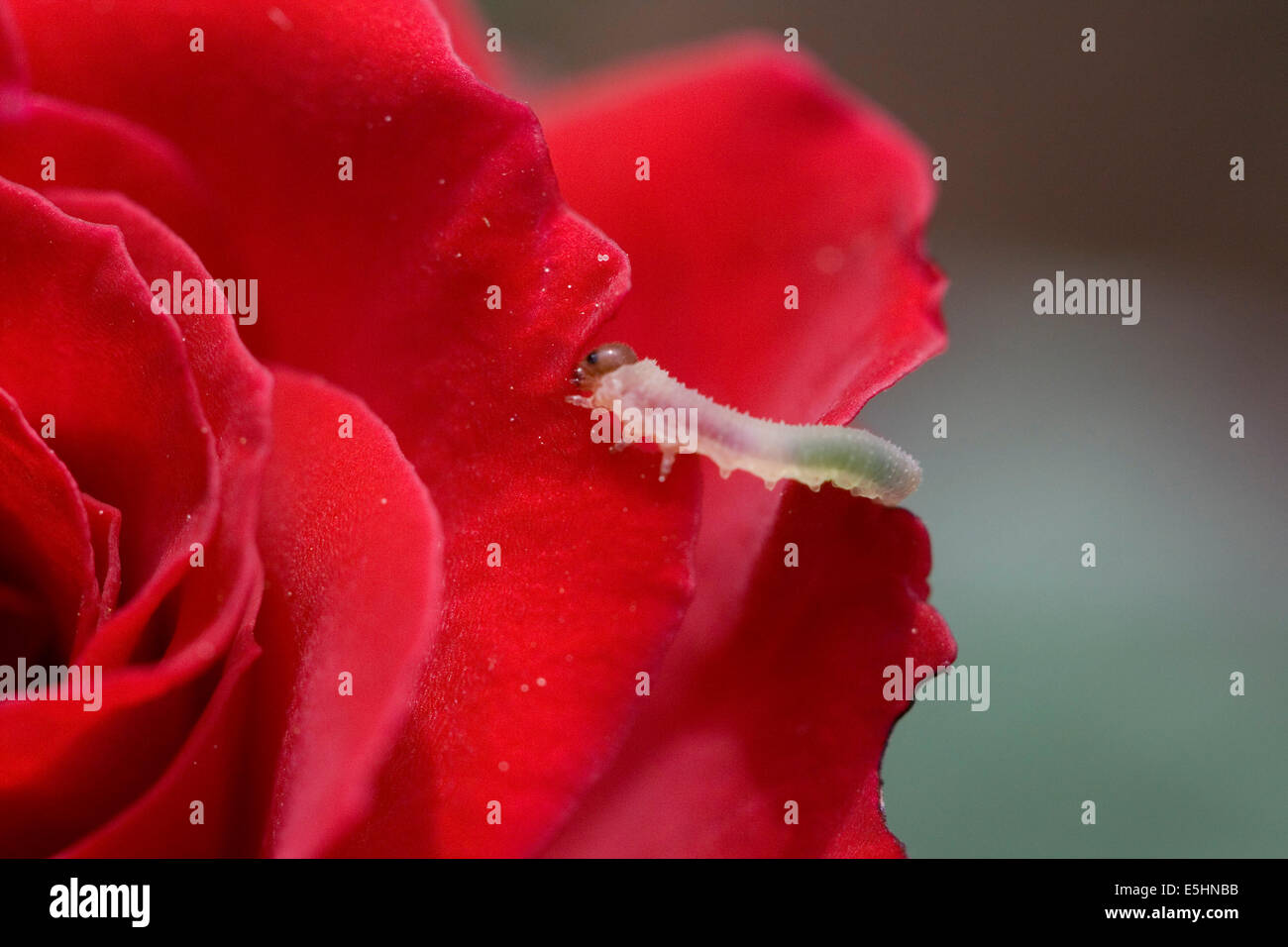 Caterpillar eating rose petal Stock Photo Alamy