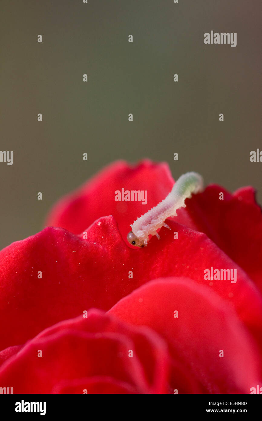caterpillar eating red rose petal Stock Photo Alamy