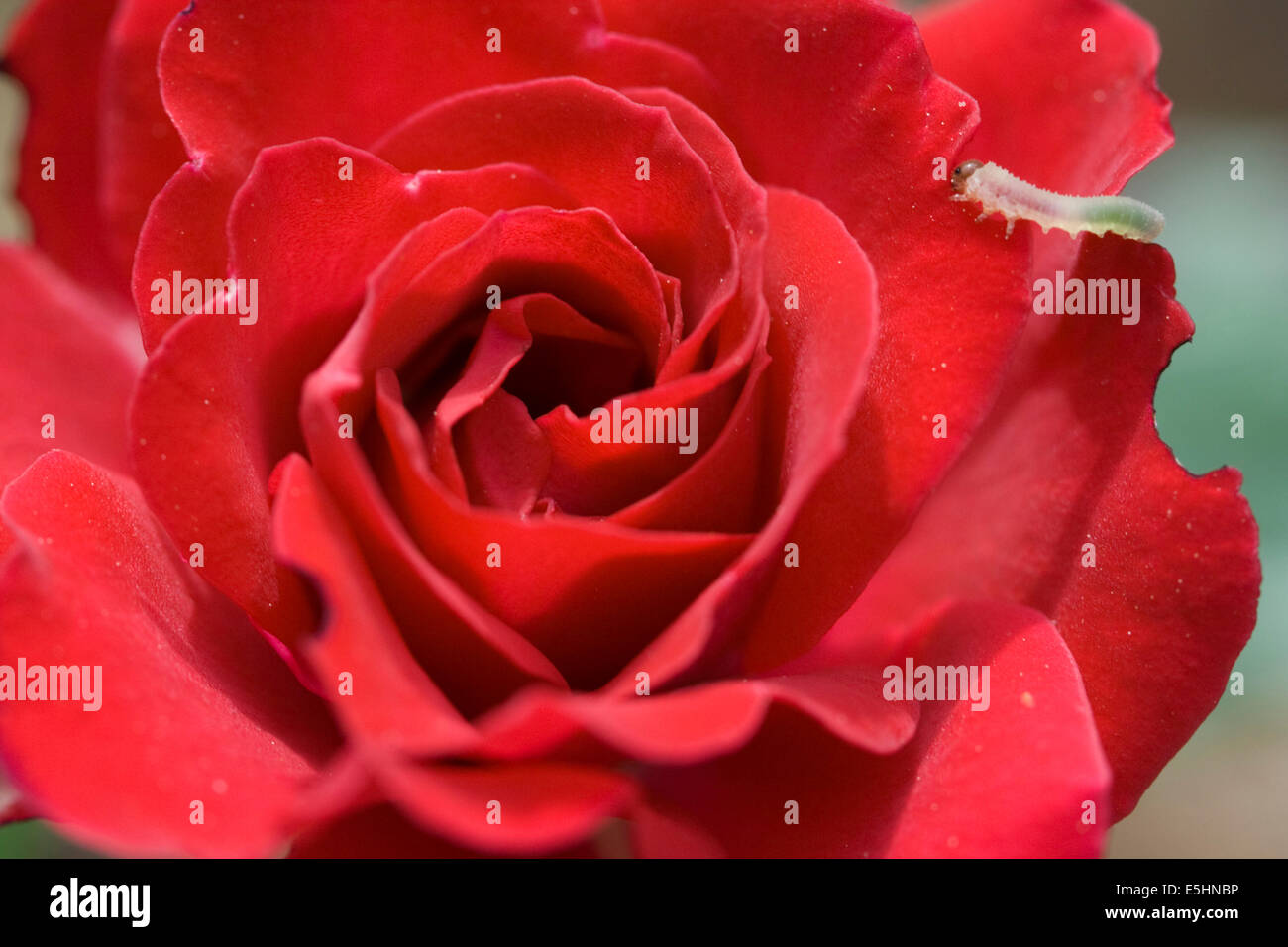 caterpillar eating red rose petal Stock Photo Alamy