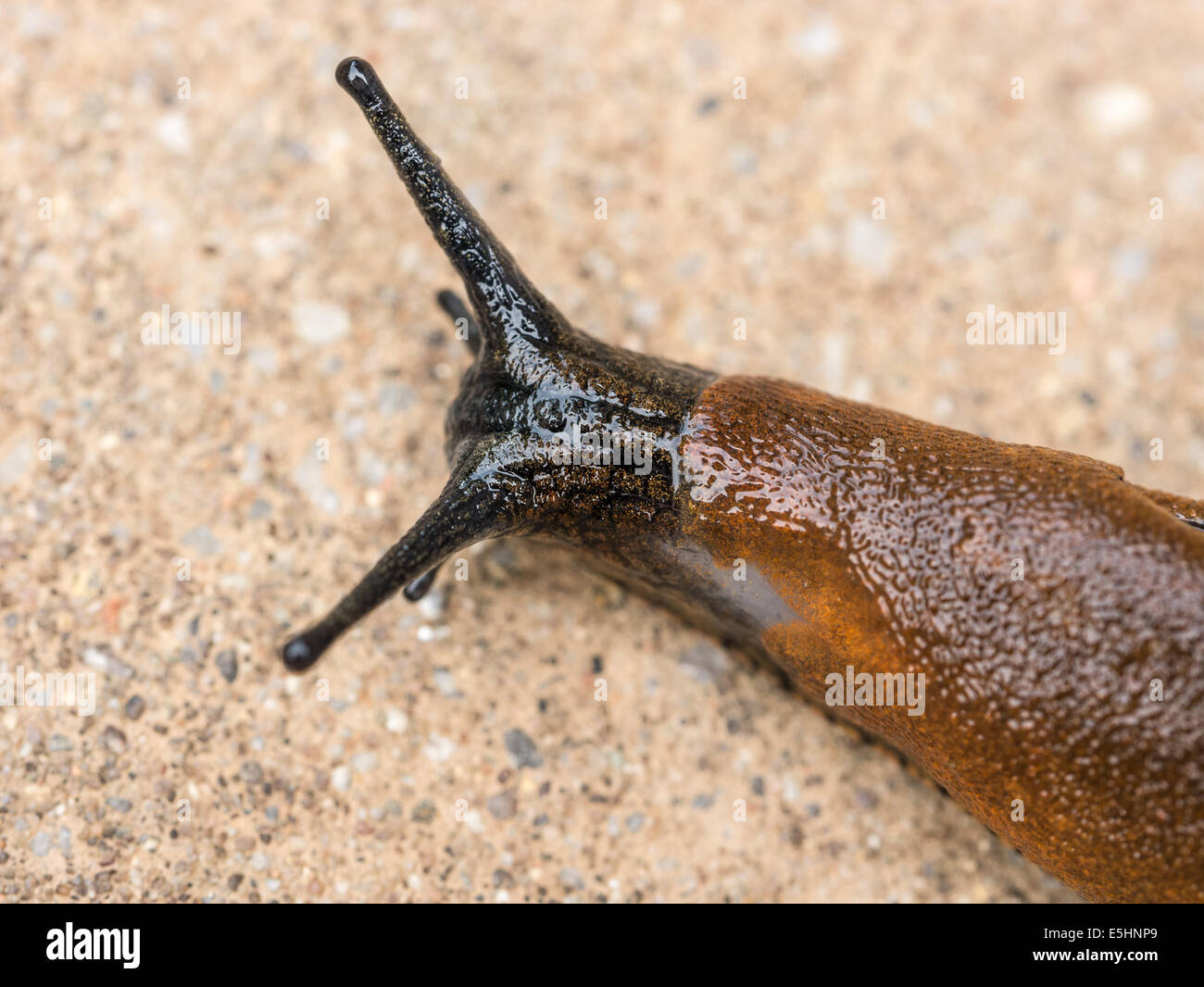 Slimy, greasy snail creeps along the ground at a slow pace Stock Photo