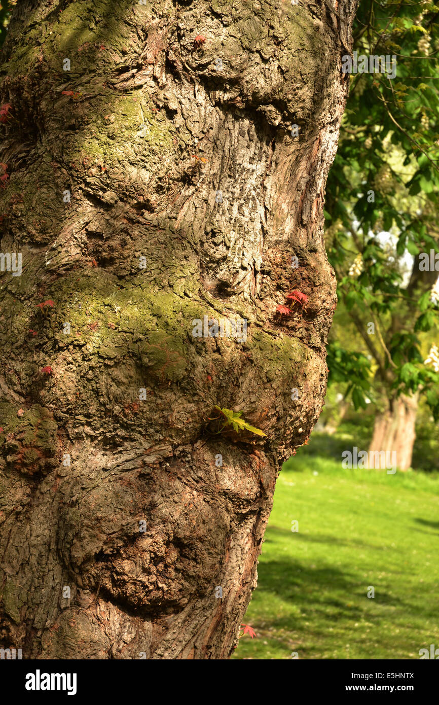 Detail of bark on tree. Shape of tree and bark looks like face of Hollywood actor Jack Palance Stock Photo