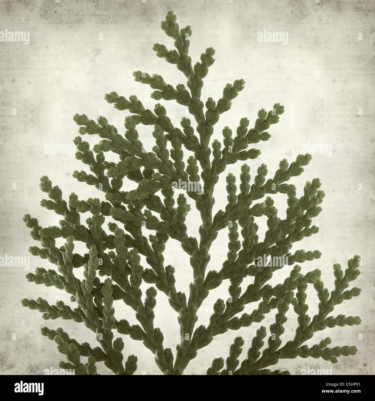 textured old paper background with branch of thuja Stock Photo