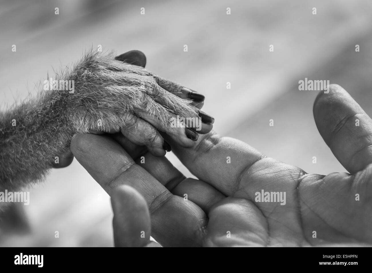 View of Human palm holding a small monkey hand Stock Photo