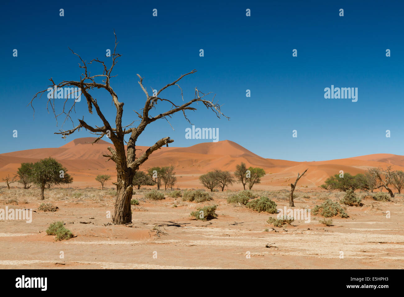 Dead tree in the Hidden Vlei, Namib desert, Namibia Stock Photo