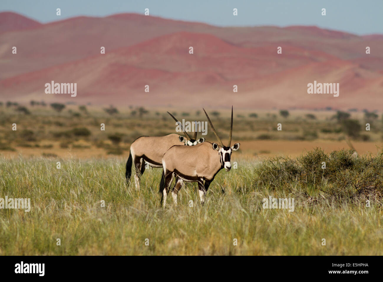 Two Oryx antelopes at Sossusvlei, Namibia, Africa Stock Photo