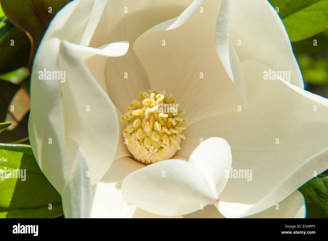 Closeup detail of white flower with stamen Stock Photo