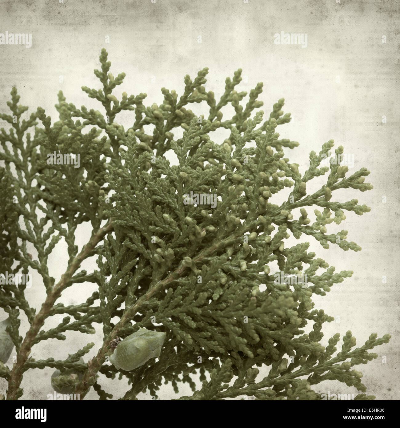 textured old paper background with branch of thuja Stock Photo