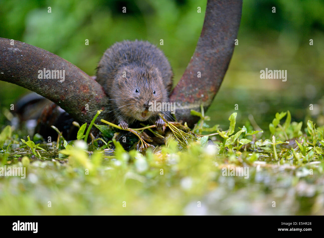 Water vole (Arvicola amphibius), UK Stock Photo