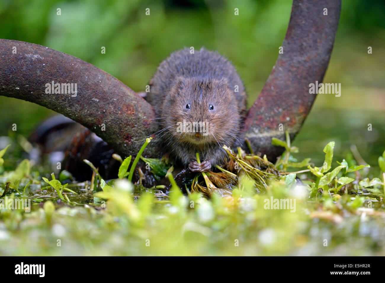 Water vole (Arvicola amphibius), UK Stock Photo