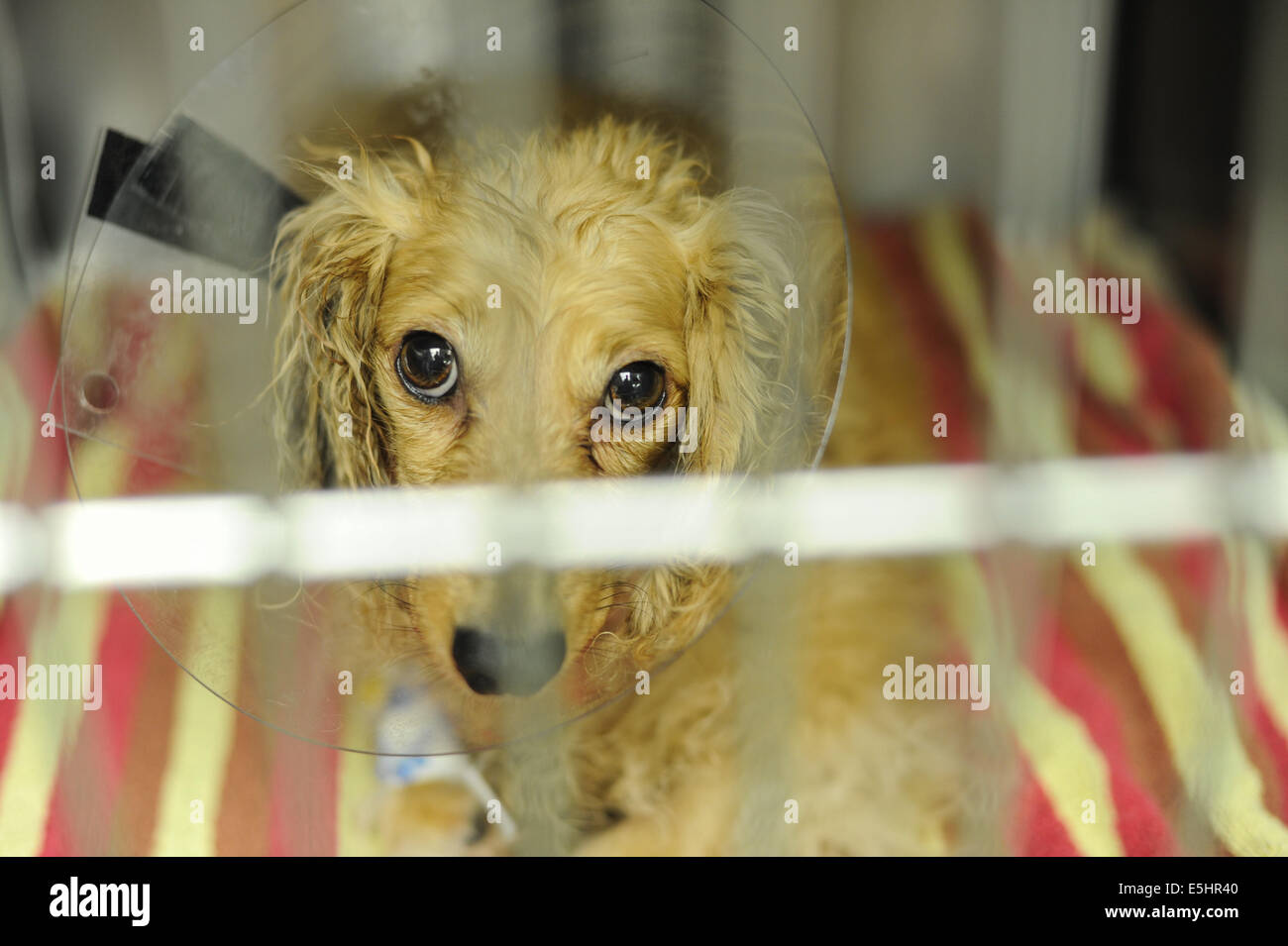 A dog waits in a cage after surgery at the Falls Road Animal Hospital,  Baltimore, Md., June 18, 2014. After surgery dogs lay do Stock Photo - Alamy