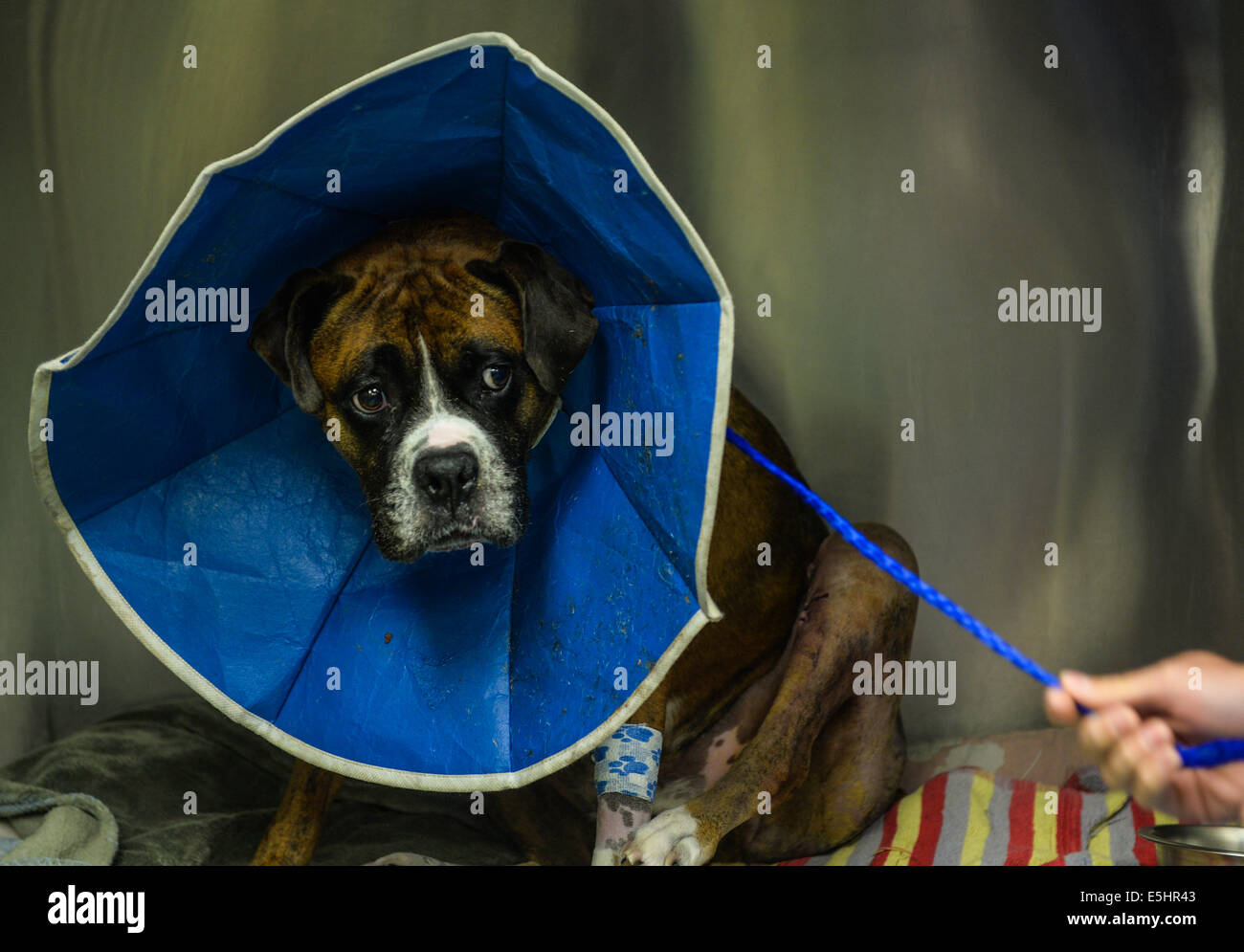 A dog is hesitant to walk out of its cage before surgery at Falls Road