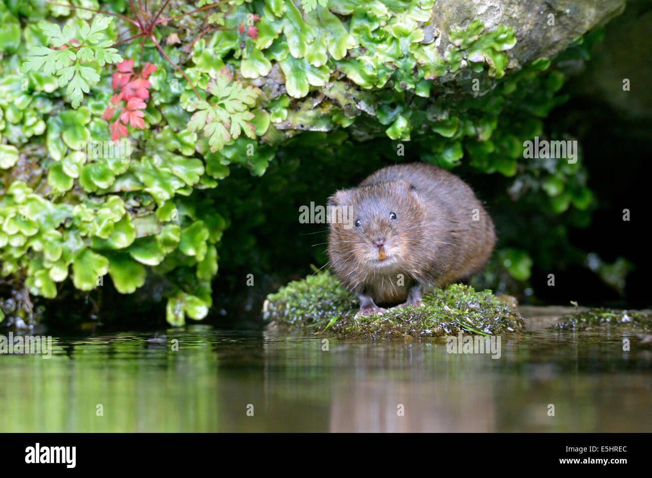 Water vole (Arvicola amphibius), UK Stock Photo