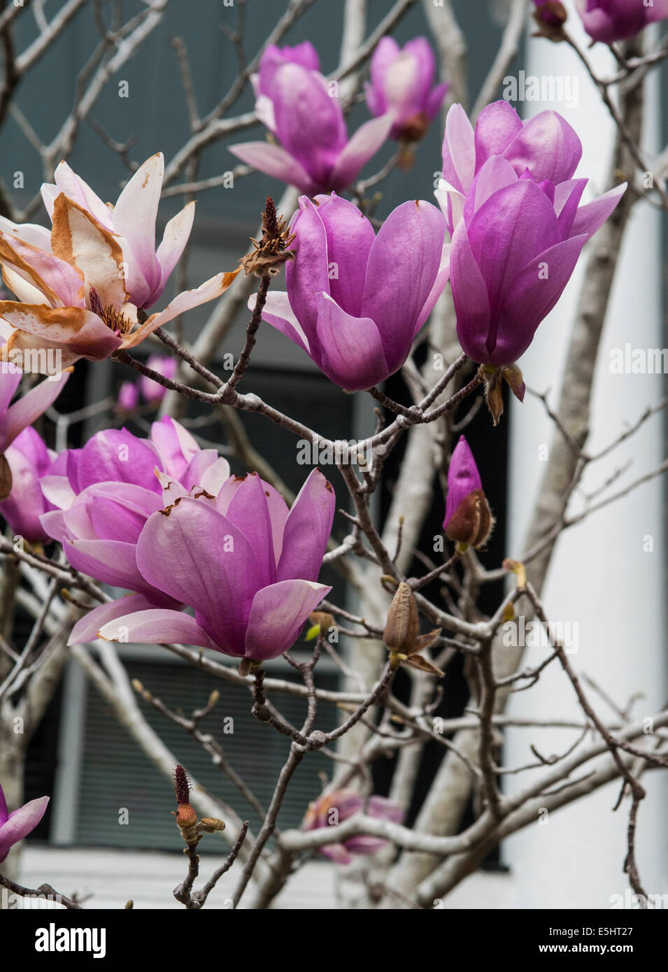 Magnolia flowers on tree Stock Photo