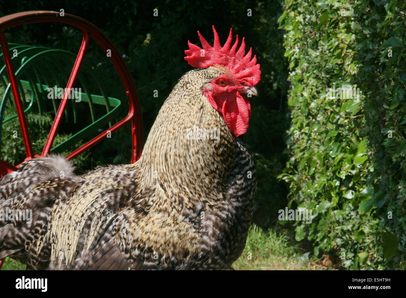 Farmyard rooster at Ulster Folk Museum, Belfast, Northern Ireland with farm machinery Stock Photo