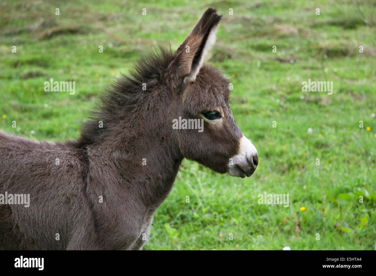 Baby donkey Ireland Stock Photo Alamy