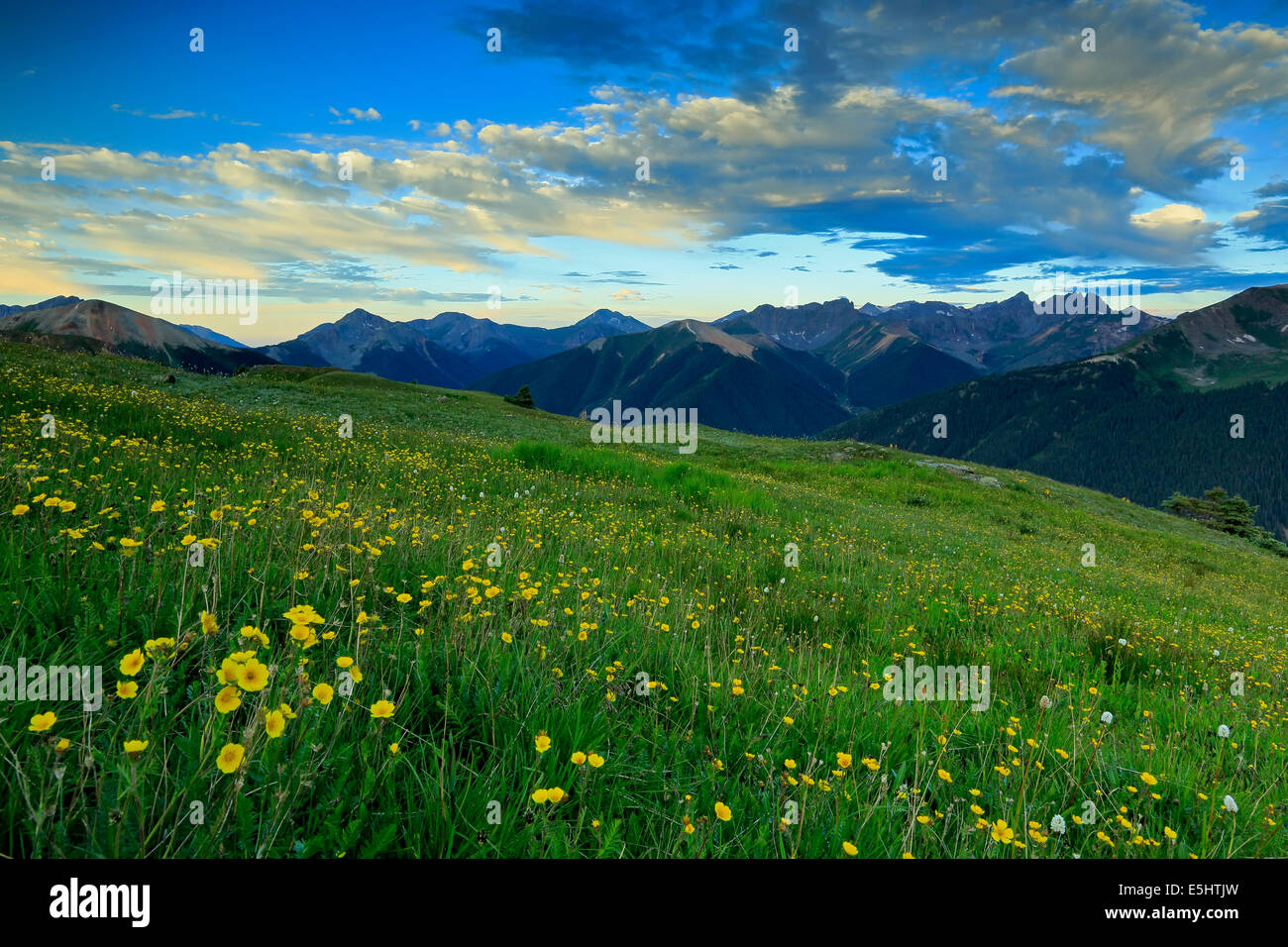 View of San Juan mountains and wildflowers from above U.S. Basin, near Silverton, Colorado USA Stock Photo