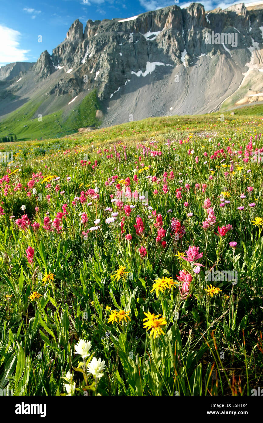 Wildflowers and rocky outcrop, Sydney Basin, near Ouray, Colorado USA Stock Photo