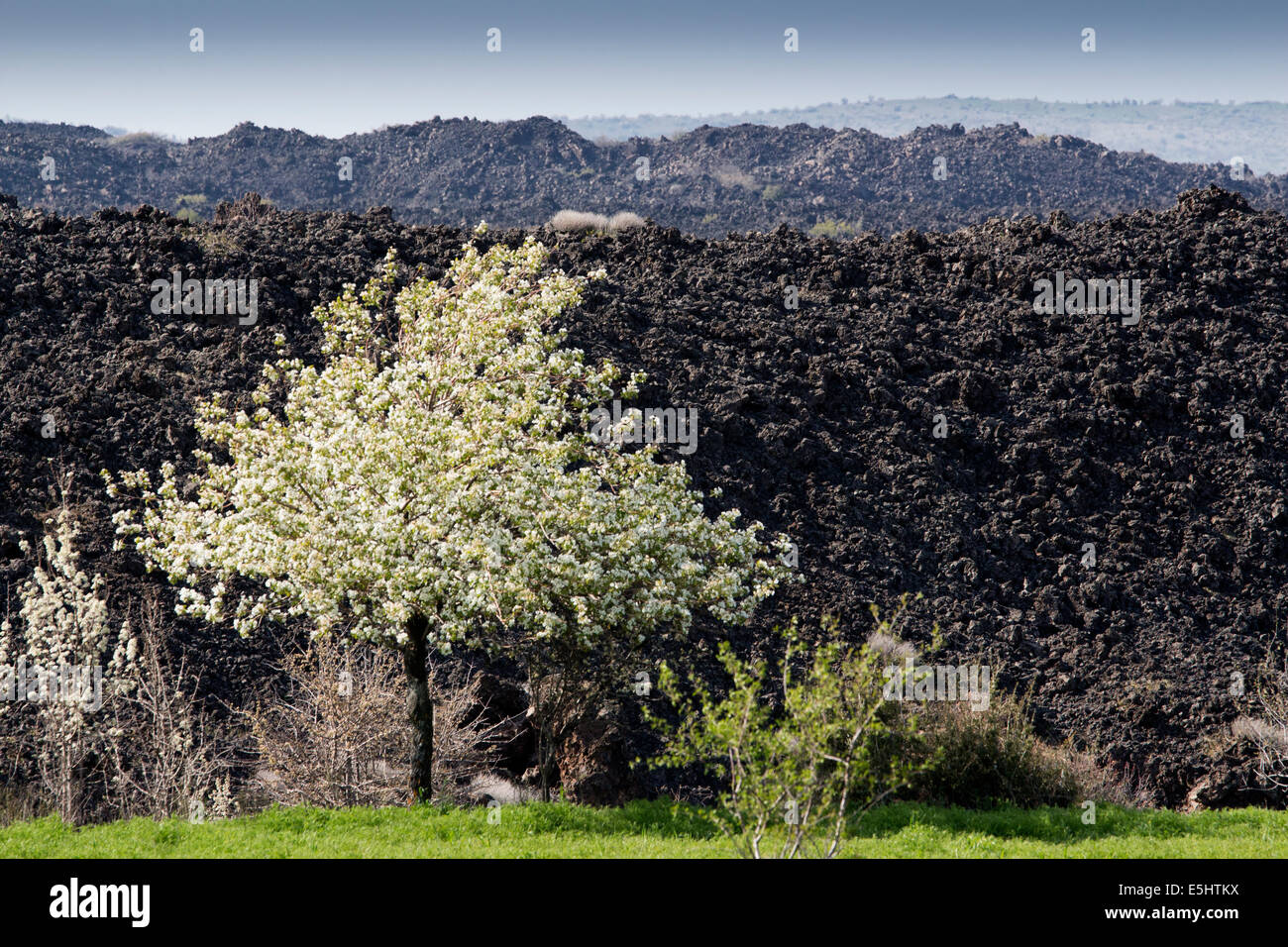 Scenic view of volcanic geology and spring blossom Kula Manisa Turkey Stock Photo