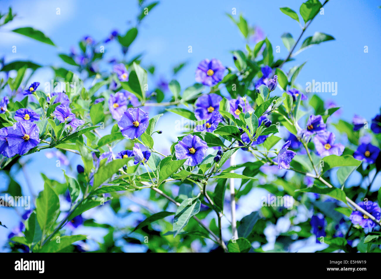 Purple flowers against blue sky Stock Photo