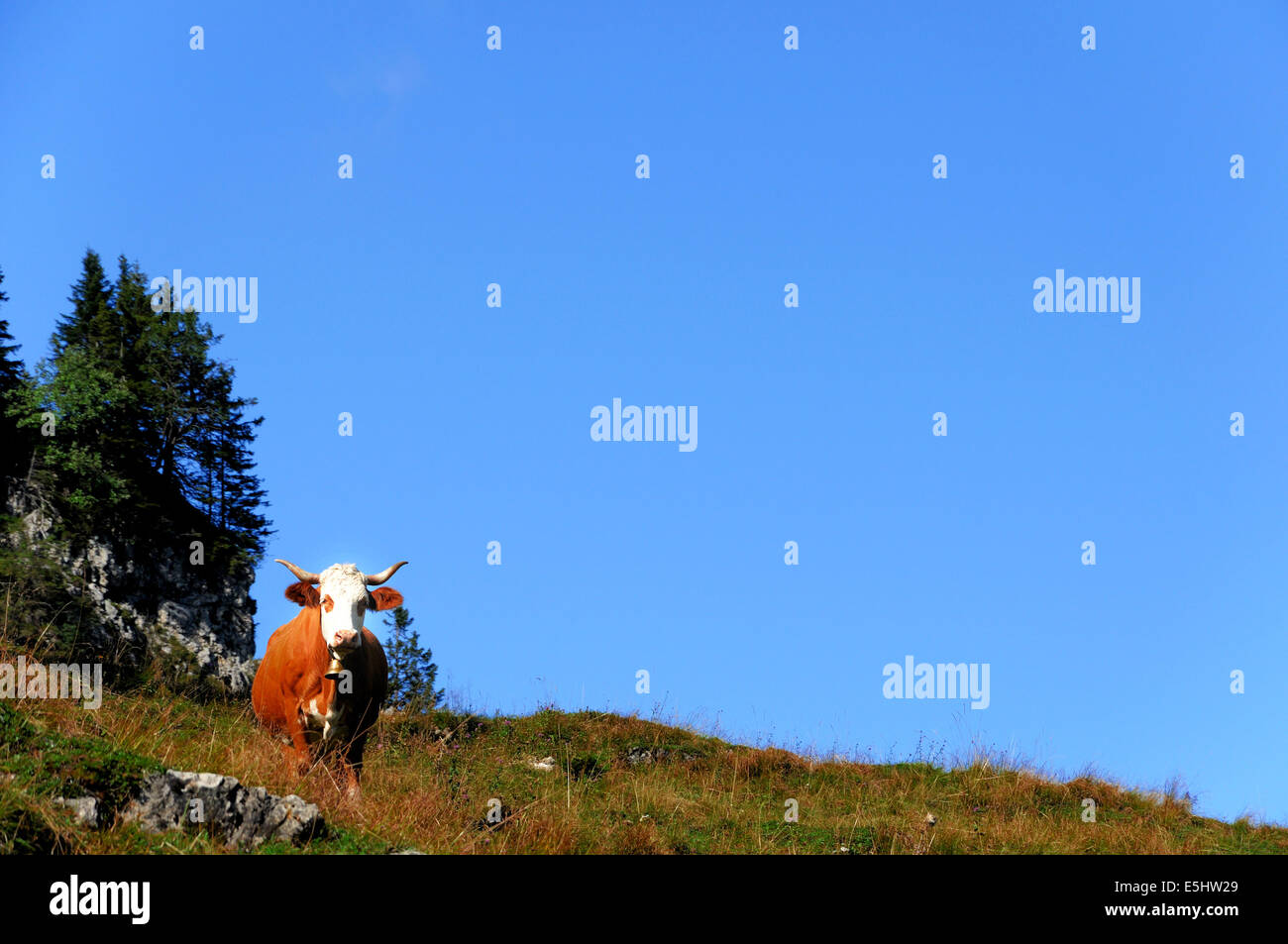 Alp horn hires stock photography and images Alamy