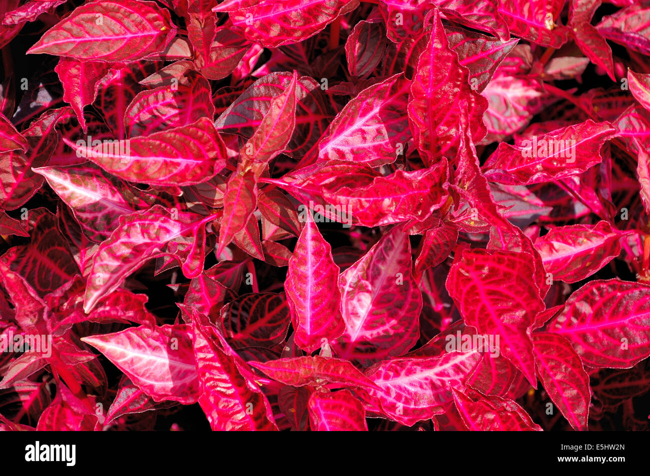 Red leaves background Stock Photo