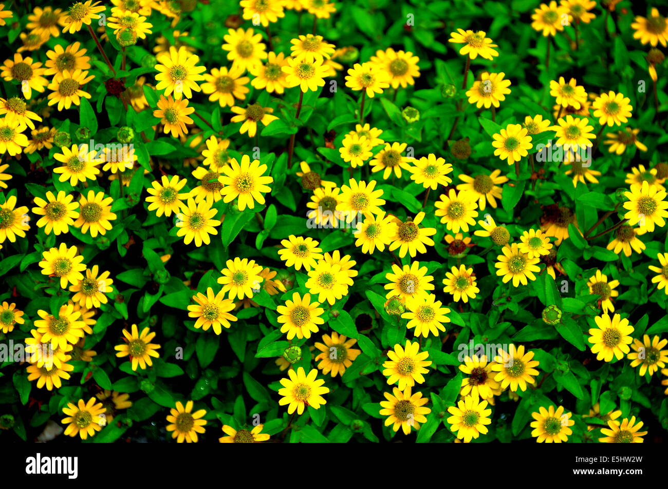 Little yellow flowers background Stock Photo