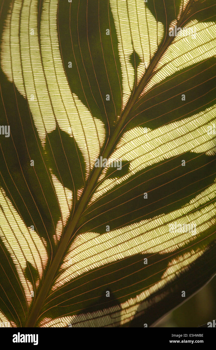 The backlit leaf of a prayer plant - Maranta sp. Stock Photo