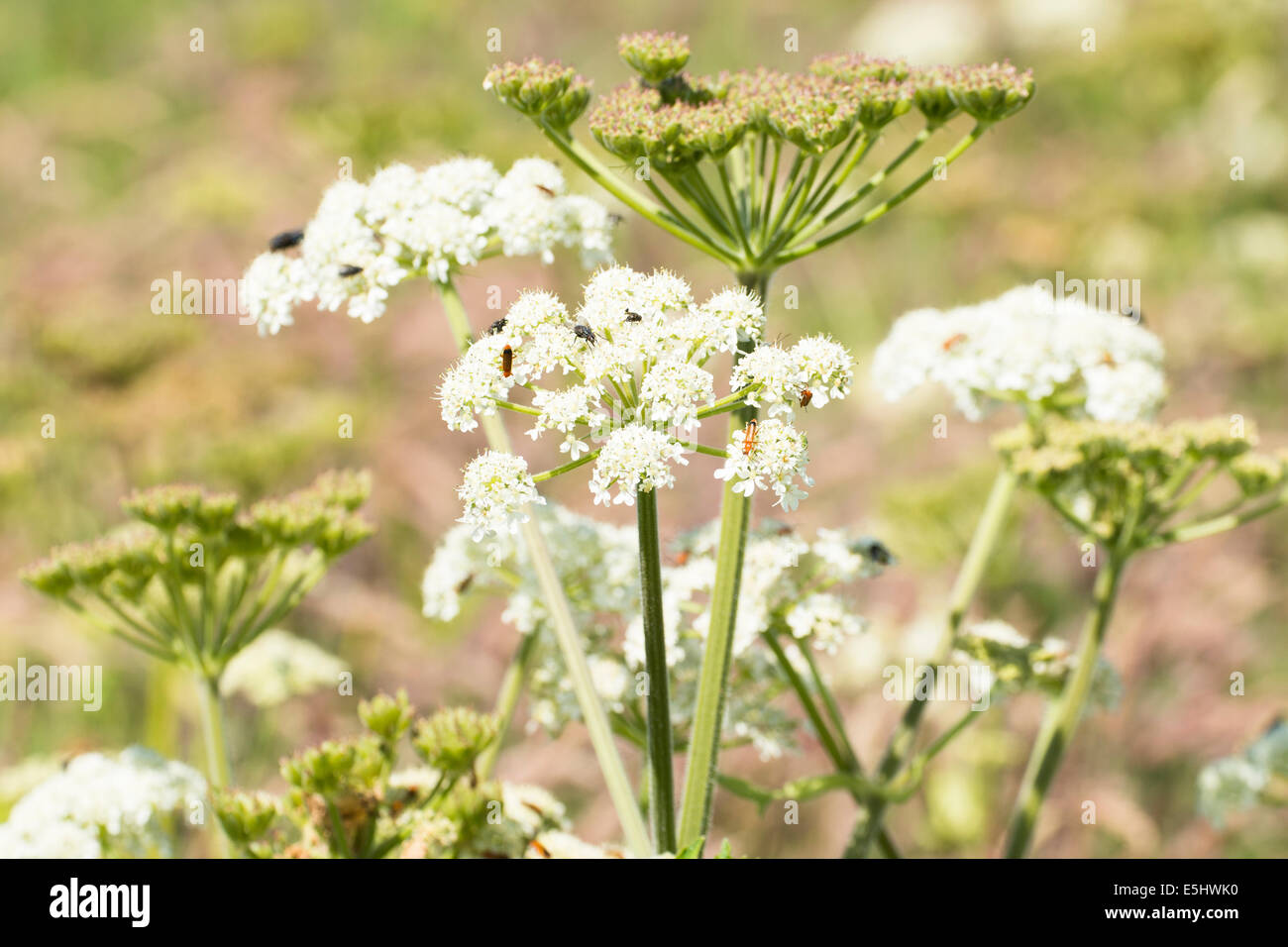Common Hogweed, Heracleum sphondylium, with insects Stock Photo
