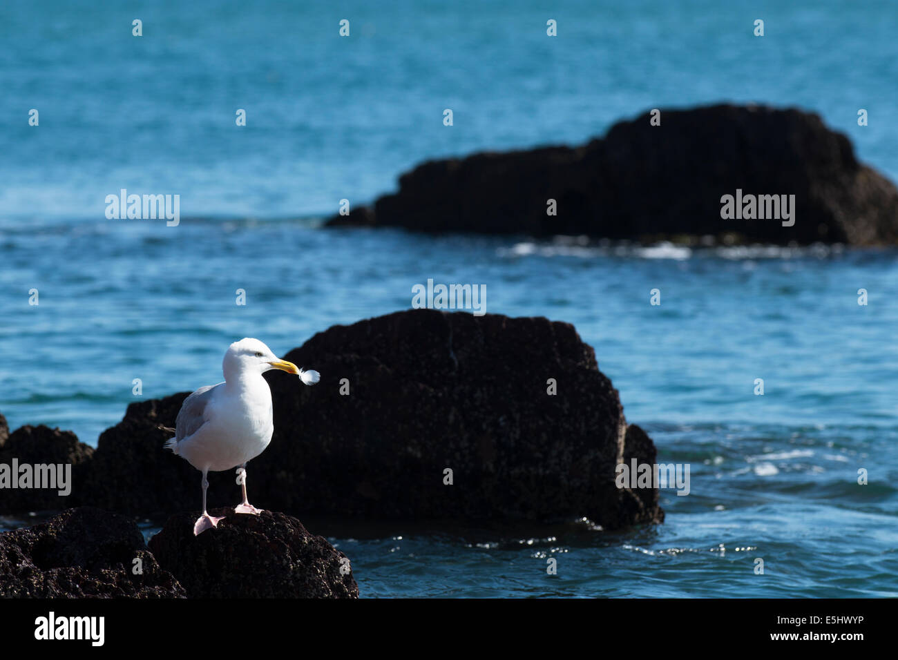 Herring Gull, Larus argentatus, stood on rocks with a feather stuck in its beak Stock Photo