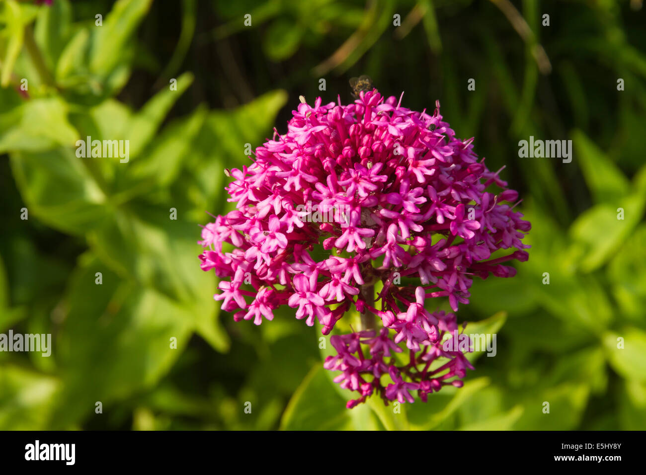 Close up of wild flower Centranthus ruber, red valerian, naturalised in UK, taken in month of May. Stock Photo