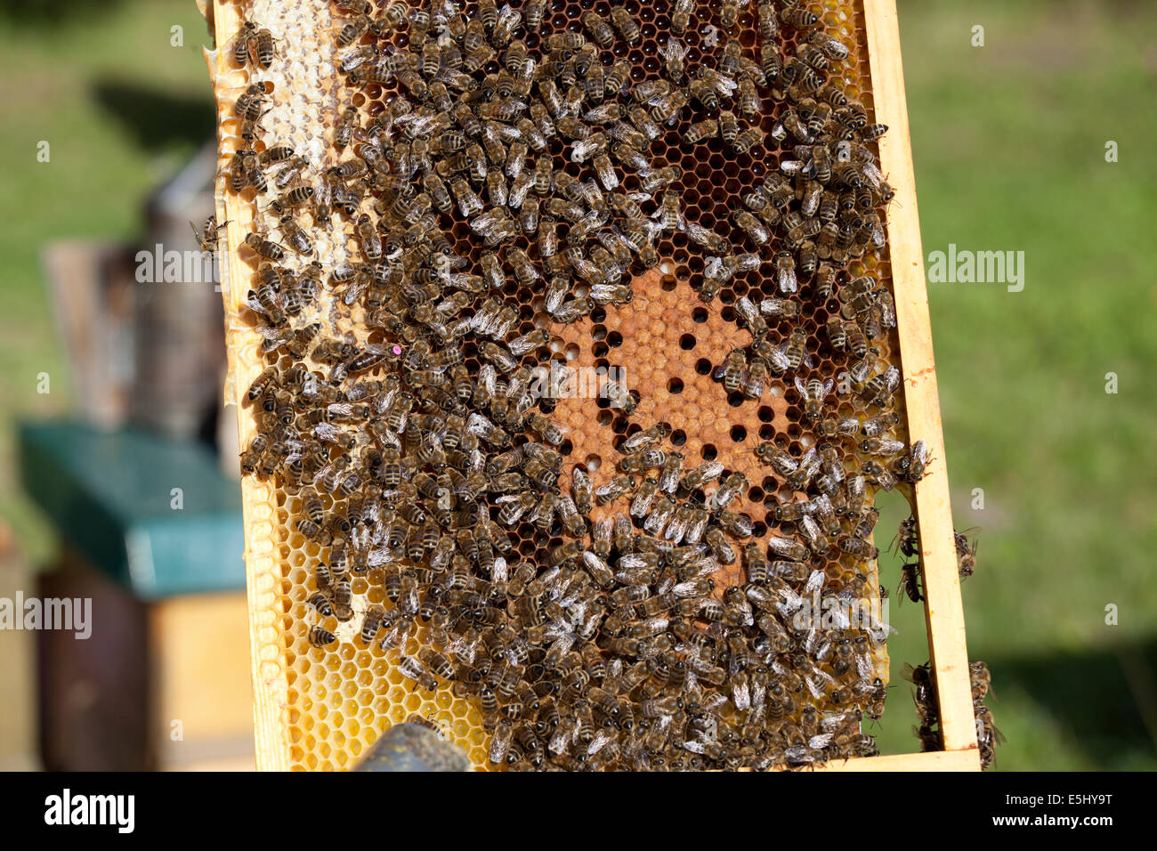 bees with brood comb and queen bee Stock Photo
