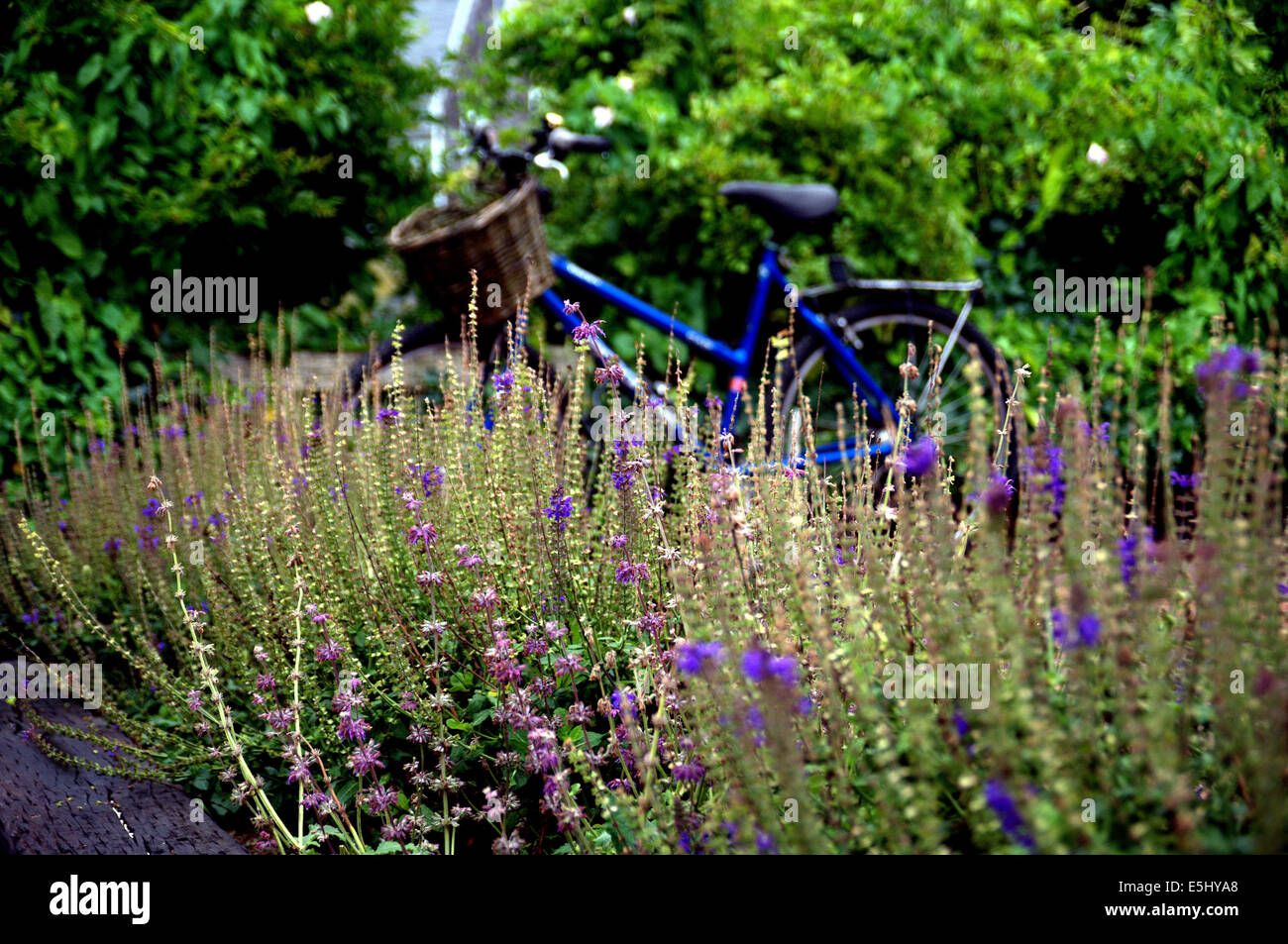 Bicycle in a field of lavender salvia flowers Stock Photo