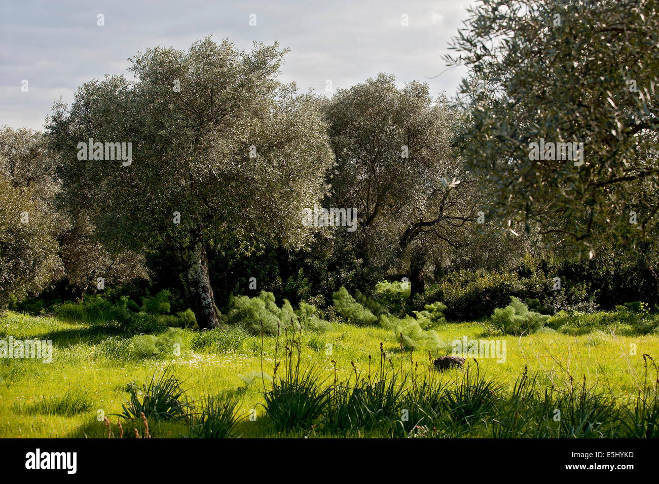 Olive trees in sardinia hi-res stock photography and images - Alamy