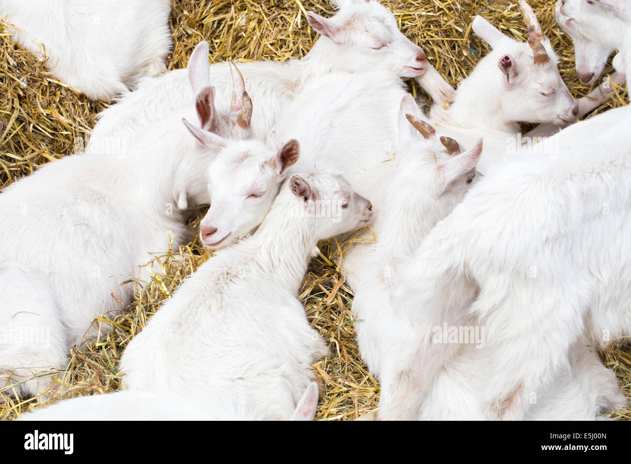 Domestic goats in the farm sleeping on straw Stock Photo Alamy