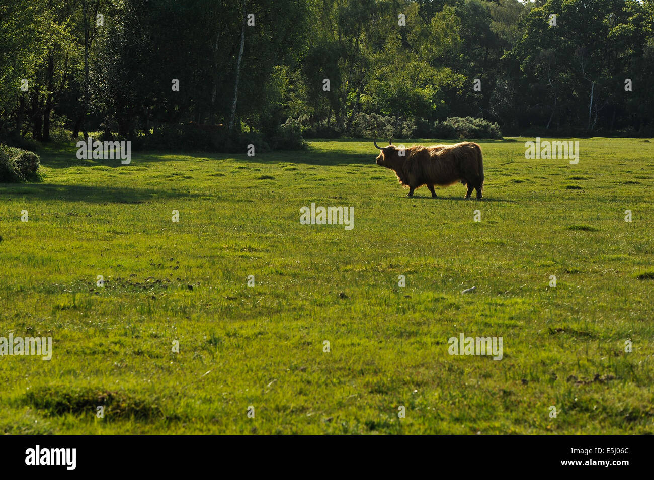 Highland cattle in New Forest, Hampshire, England Stock Photo - Alamy