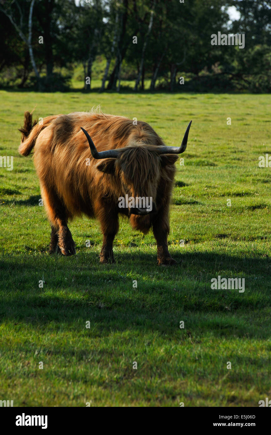 Highland cattle in New Forest, Hampshire, England Stock Photo - Alamy