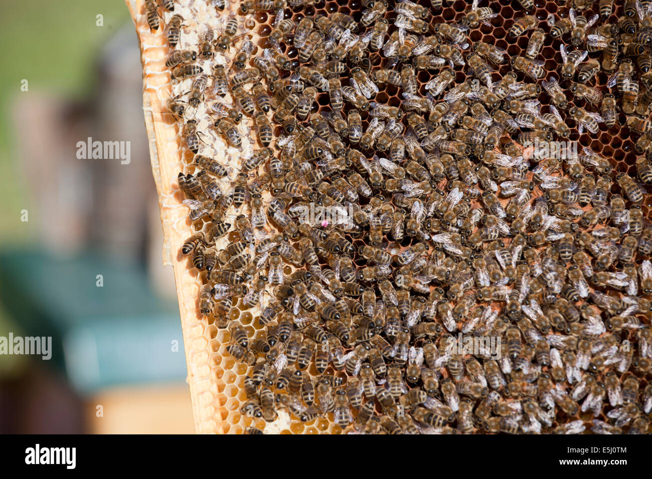 honey bees with queen bee Stock Photo