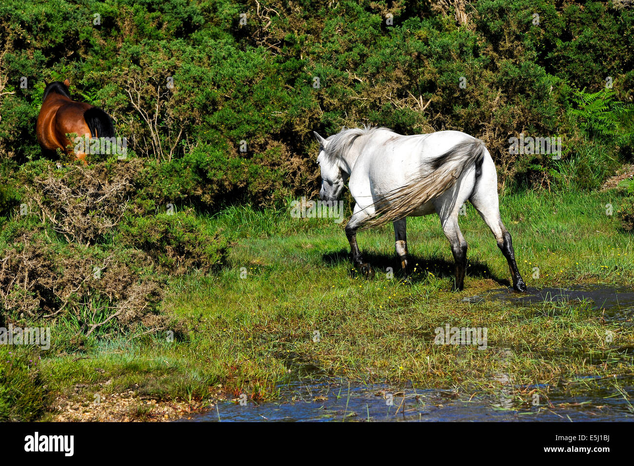 White horse in New Forest Stock Photo - Alamy