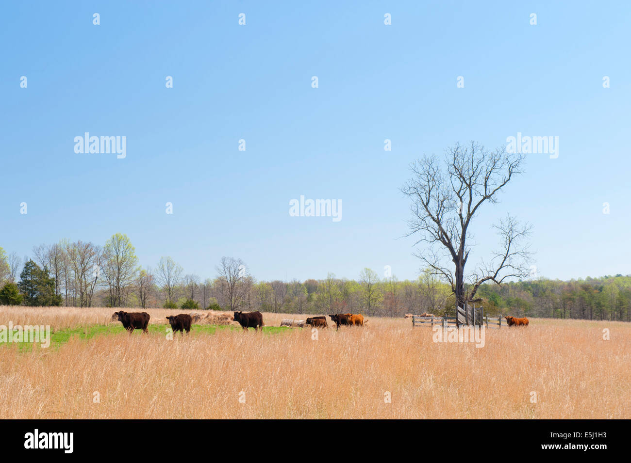 Herd of brown and red cattle walking in line across a pasture. Shenandoah Valley, Virginia, USA. Stock Photo