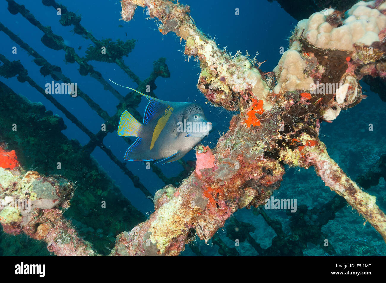 Halfmoon angelfish swimming on the deck of the shipwreck Umbria sunk on Wingate reef in the Red Sea off Sudan coast Stock Photo