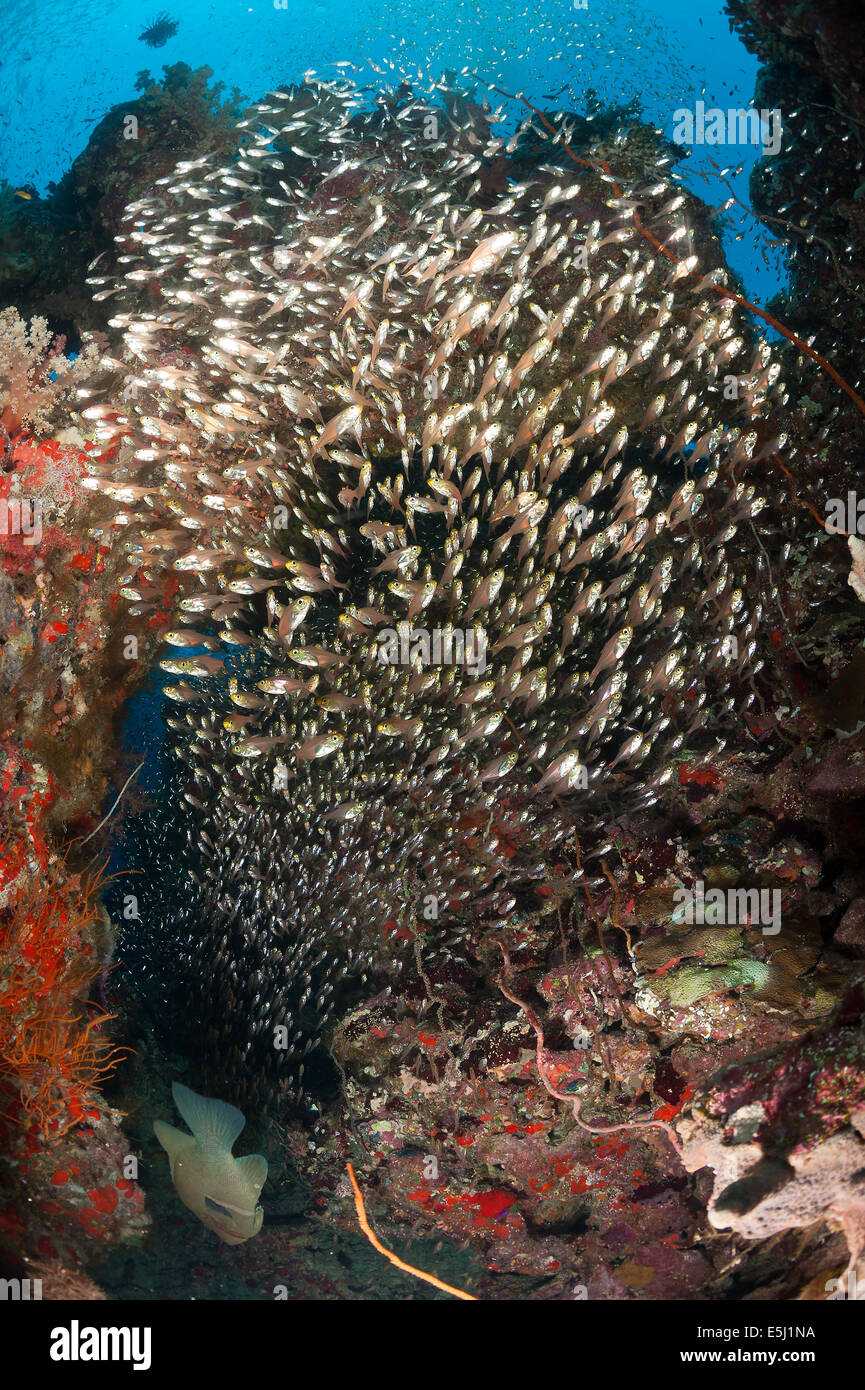 School of pigmy sweeper fish in the Red Sea off Sudan coast Stock Photo