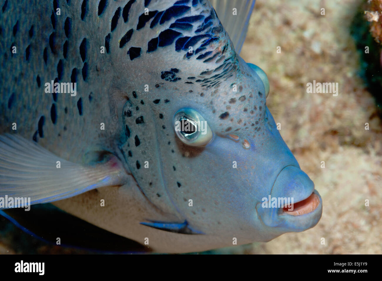 halfmoon angelfish in the Red Sea off Sudan coast Stock Photo