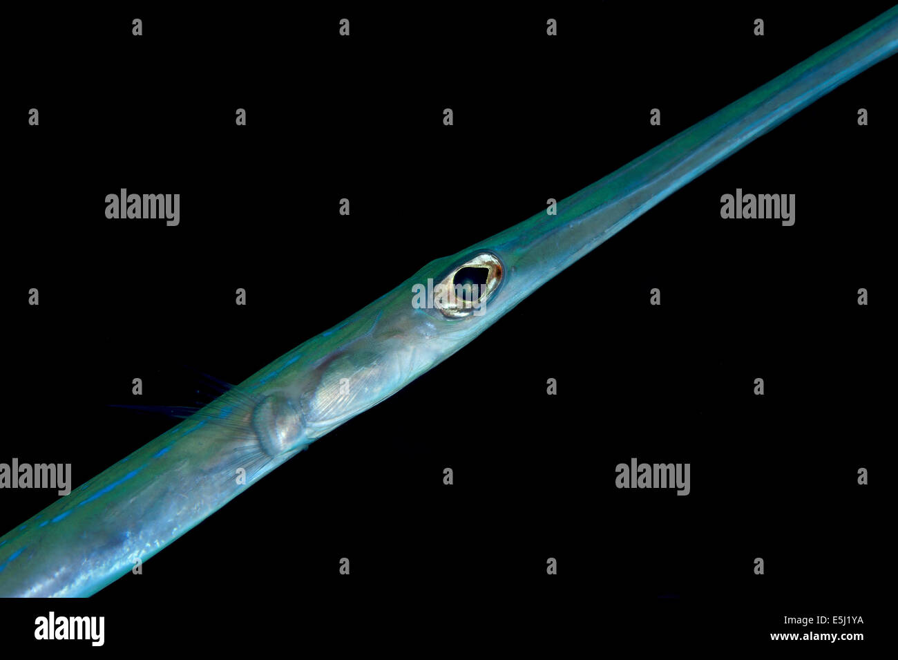 Bluespotted in the Red Sea off Sudan coast Stock Photo Alamy