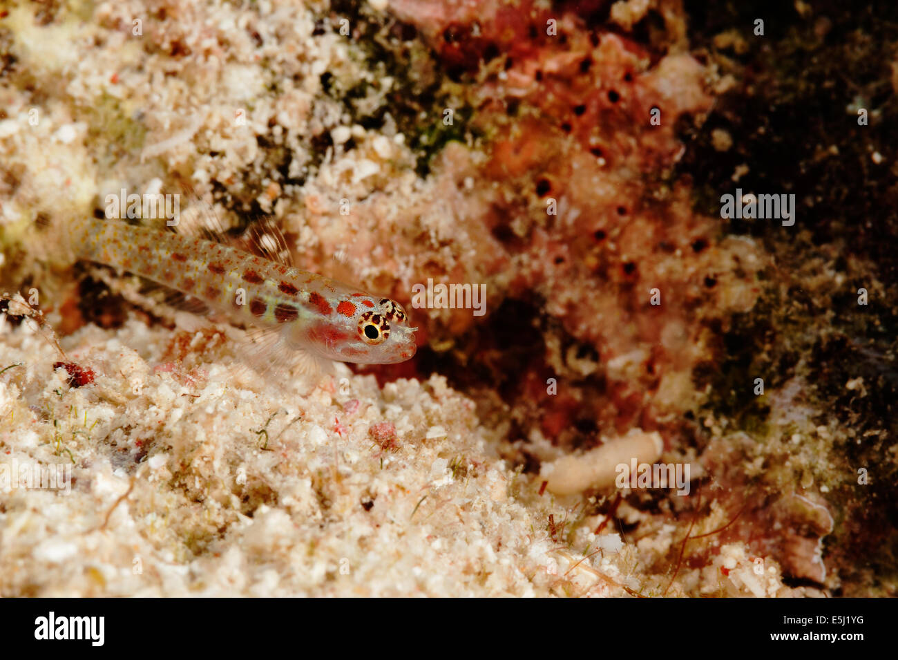 goby on sand in the Red Sea off Sudan coast Stock Photo
