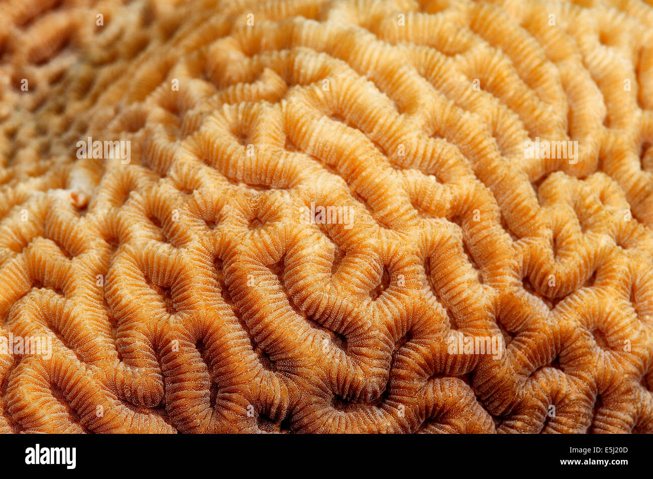 Detail of Platygyra sp. coral in the Red Sea off Sudan coast Stock Photo