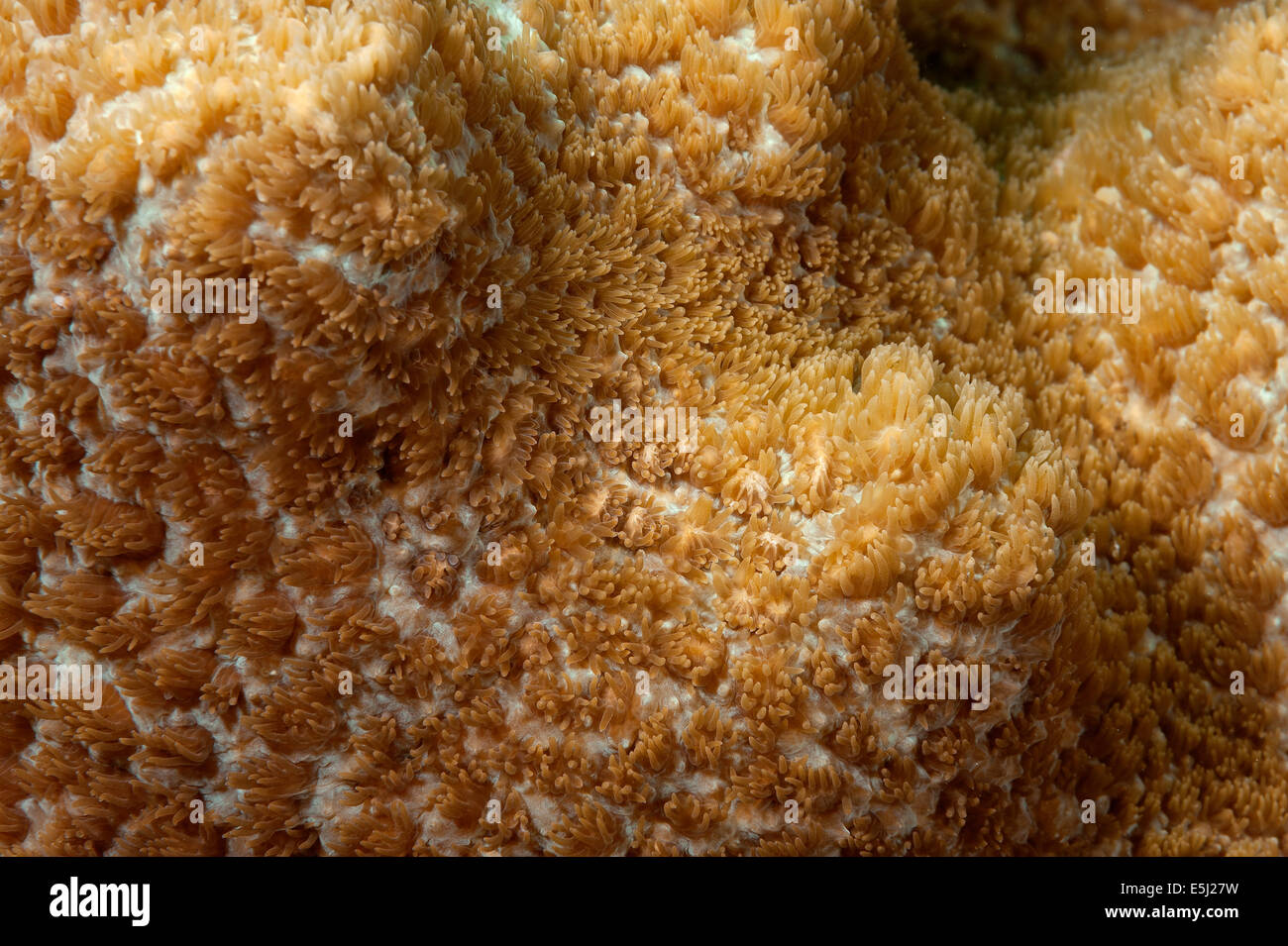 Detail of Alveopora sp. coral in the Red Sea off Sudan coast Stock Photo