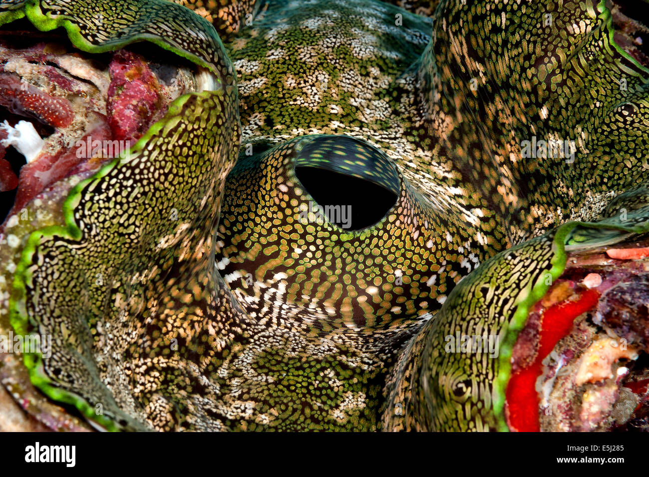 Fluted giant clam scientific name hires stock photography and images