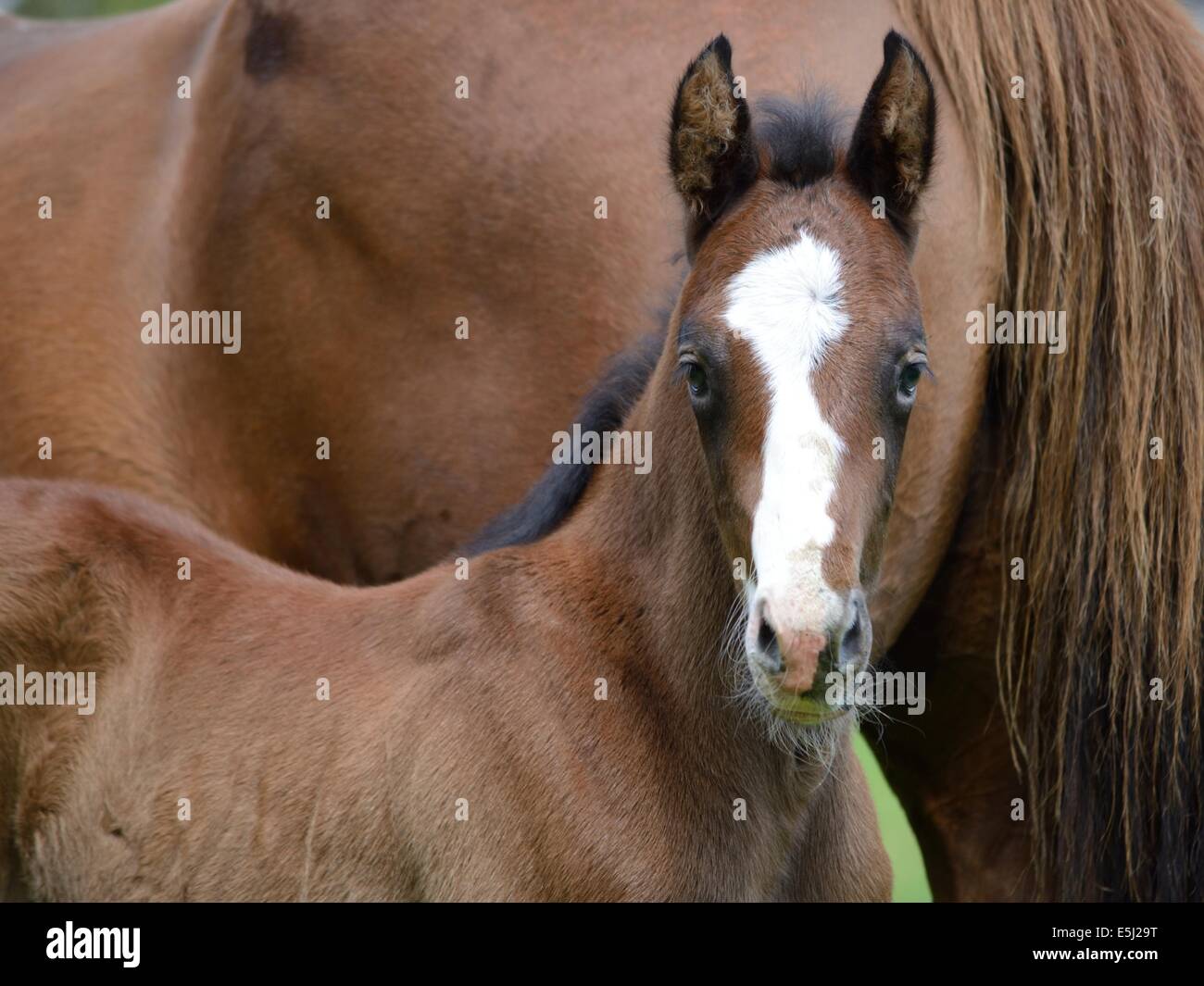 Foal Stock Photo