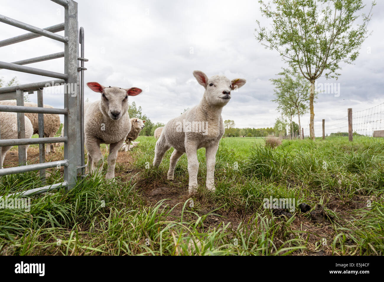 Two baby lamb stay in the meadow Stock Photo - Alamy